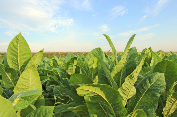 烟草.png 烟草.png