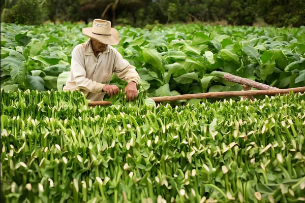 烟草行业.png 烟草行业.png