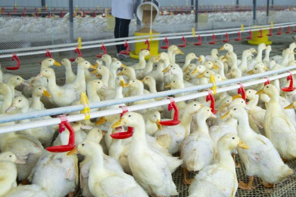 智慧养殖.png 智慧养殖.png